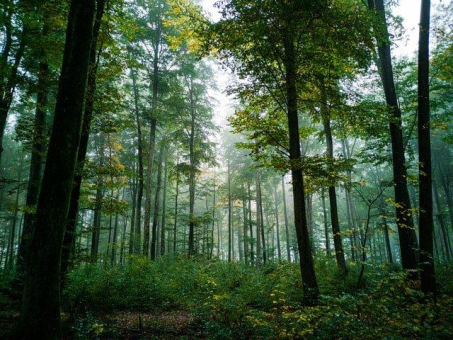 70 Jahre Tag des Baumes: Wald & Holz nachhaltig nutzen
