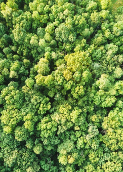 Tag des Waldes: Der klimastabile Wald der Zukunft braucht die Forstwirtschaft