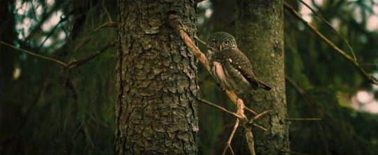 Artenreiche, deutsche Wälder: Vogelbestände nehmen zu