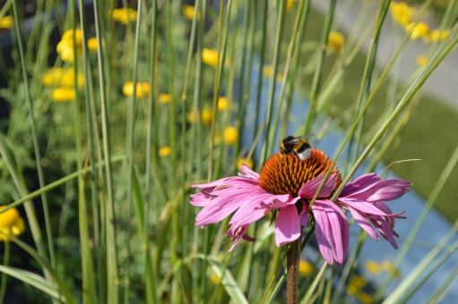 Biodiversität und Artenvielfalt in urbanen Räumen.