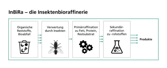 Mit Insekten zur Kreislaufwirtschaft