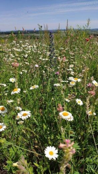 Aktionswoche Artenvielfalt - Biogas verbindet Biodiversität mit Versorgungssicherheit