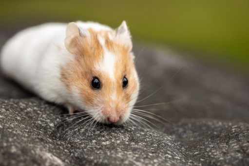 Hamster-Polizei vor Apotheken: Wird die Gesundheitspolitik jetzt peinlich?