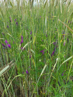 Strom und Wärme aus Schweriner Biogasanlage werden nachhaltiger