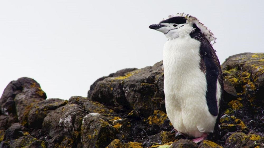 ABB Solarlösungen für den eisigen Kontinent