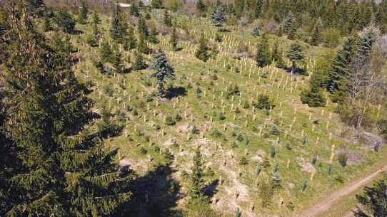 Entdeckungstour durch den StadtWerkeWald