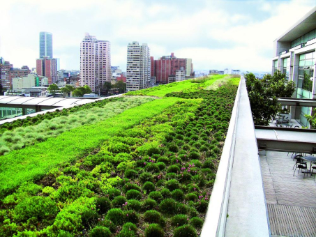 Dachbegrünung – immens wertvoll