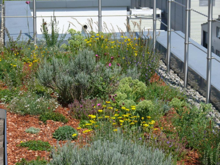 Das besonders bienenfreundliche Gründach