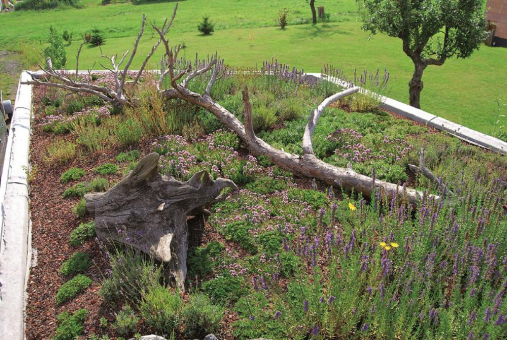 “Biodiversität” auf dem Dach