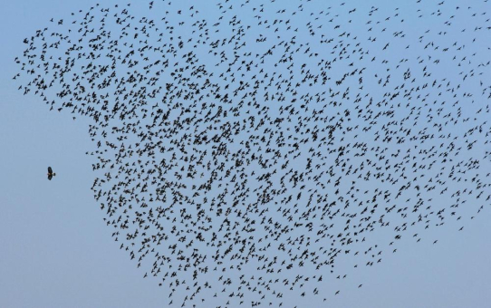 Das sollte uns alle empören: Geht es nach den USA, sind plötzlich und klammheimlich CO2 und Methan keine schädlichen Treibhausgase mehr