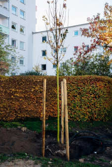 Smarte Baumbewässerung für klimaresiliente Quartiere