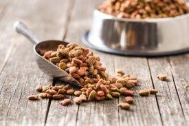 Übersichtsstudie zu 31 Studien kommt zu dem Ergebnis, dass veganes Hundefutter und veganes Katzenfutter gut verdaulich sind